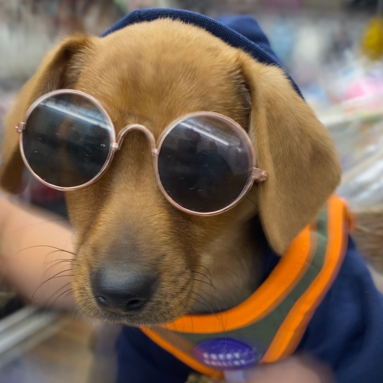 Pet SunGlasses for Dogs and Cats (Lennon Style)