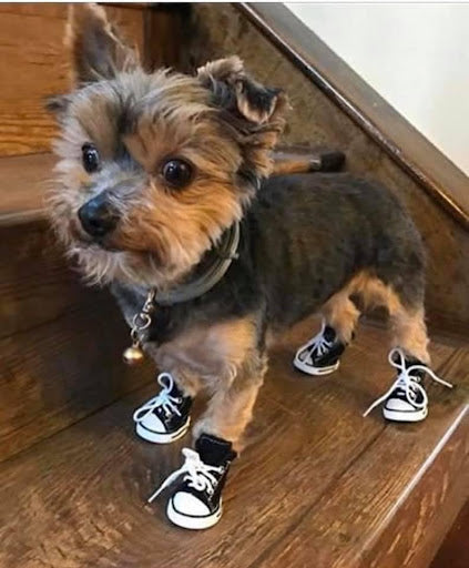 Pet Shoes (Convi Sneakers Style)1